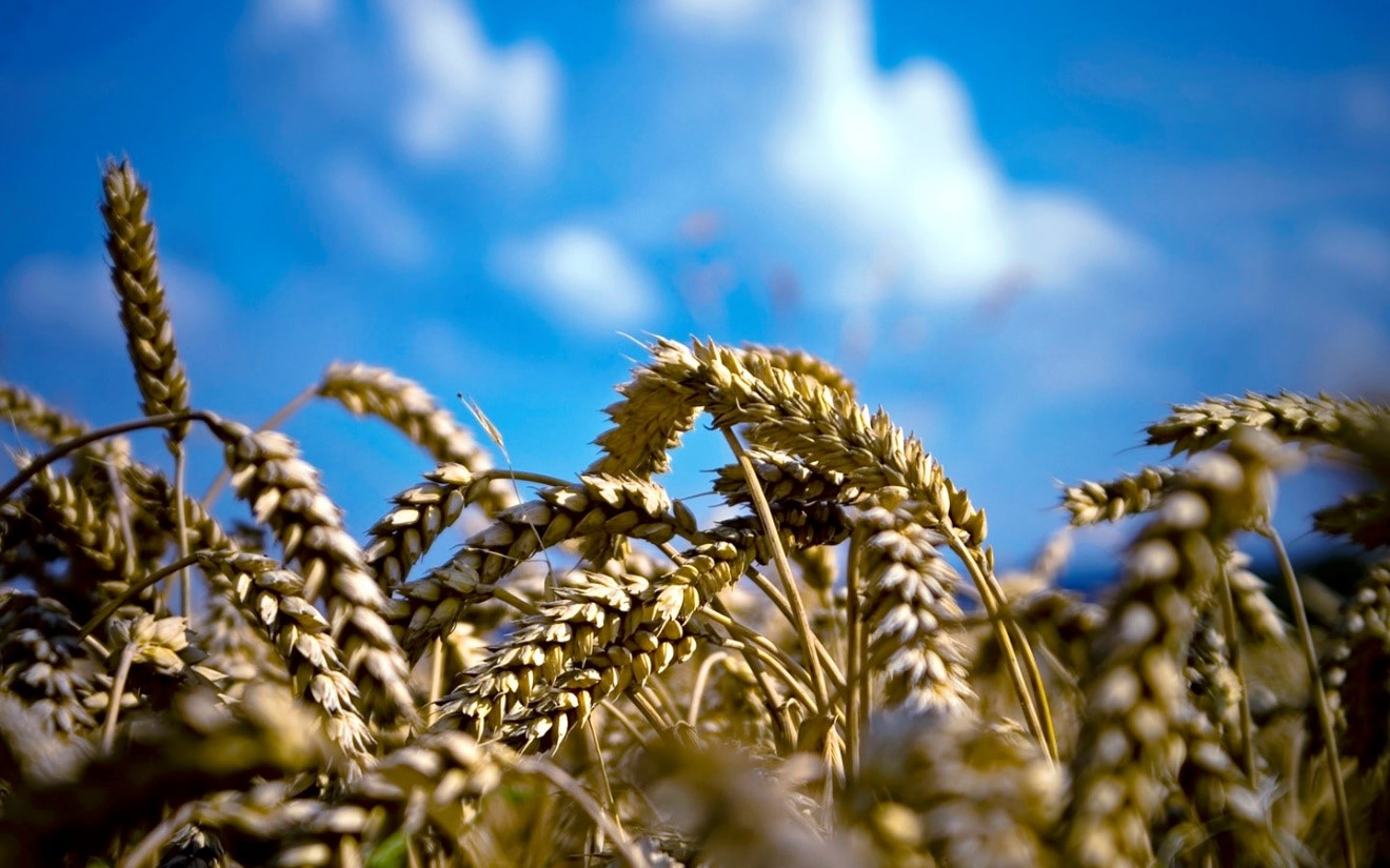 Workers for the Harvest